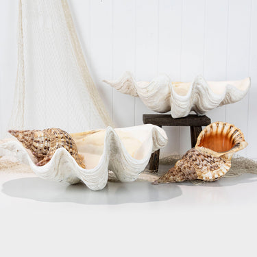 Clam Shells & Shells – Coastal Vintage
