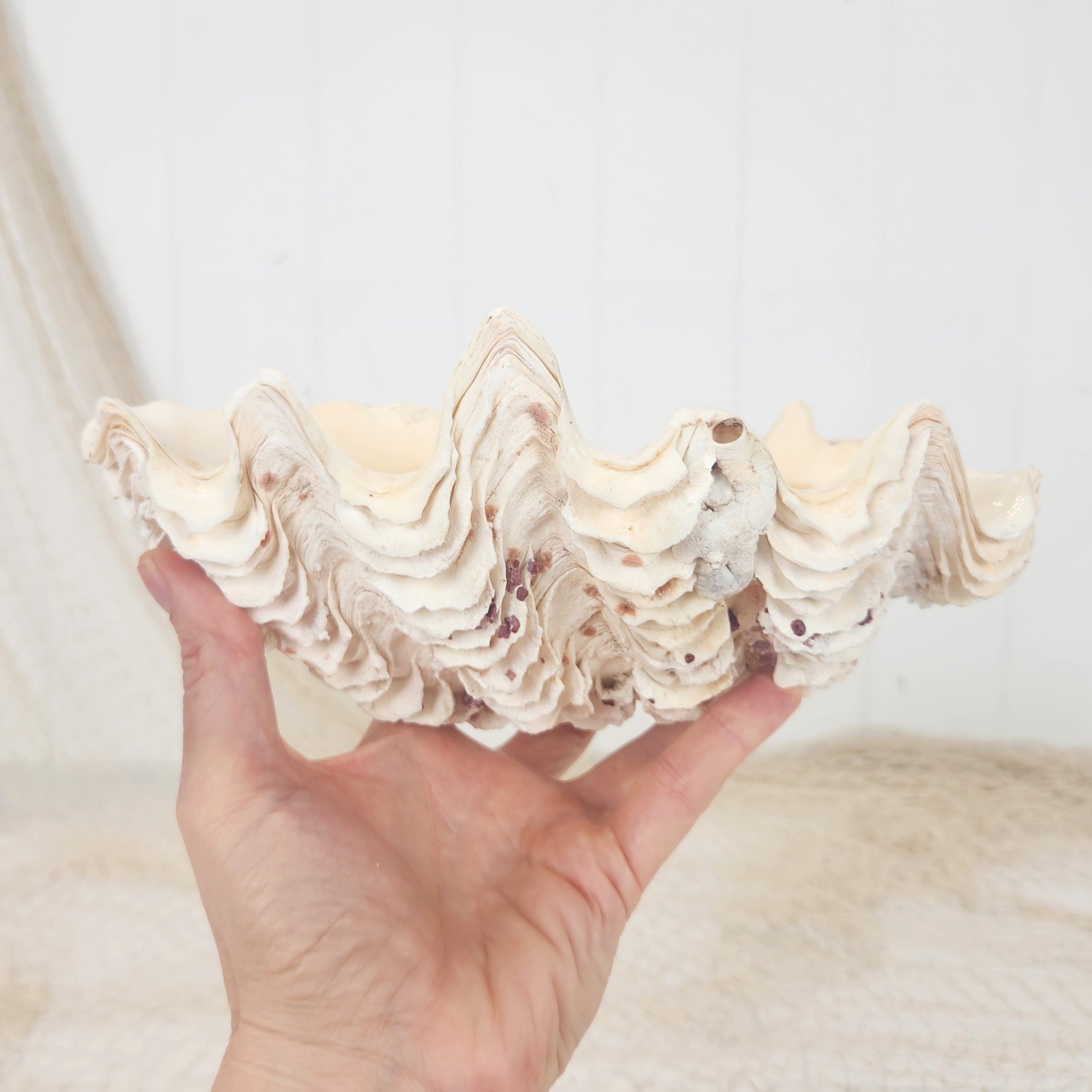 Clam Shell #6098