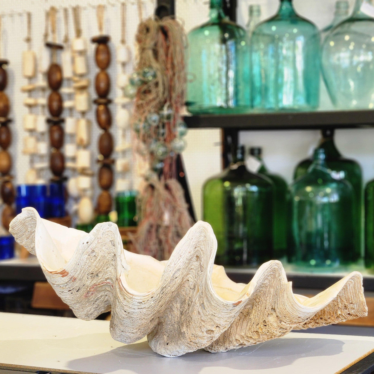 Giant Clam Shell 87cm #4986