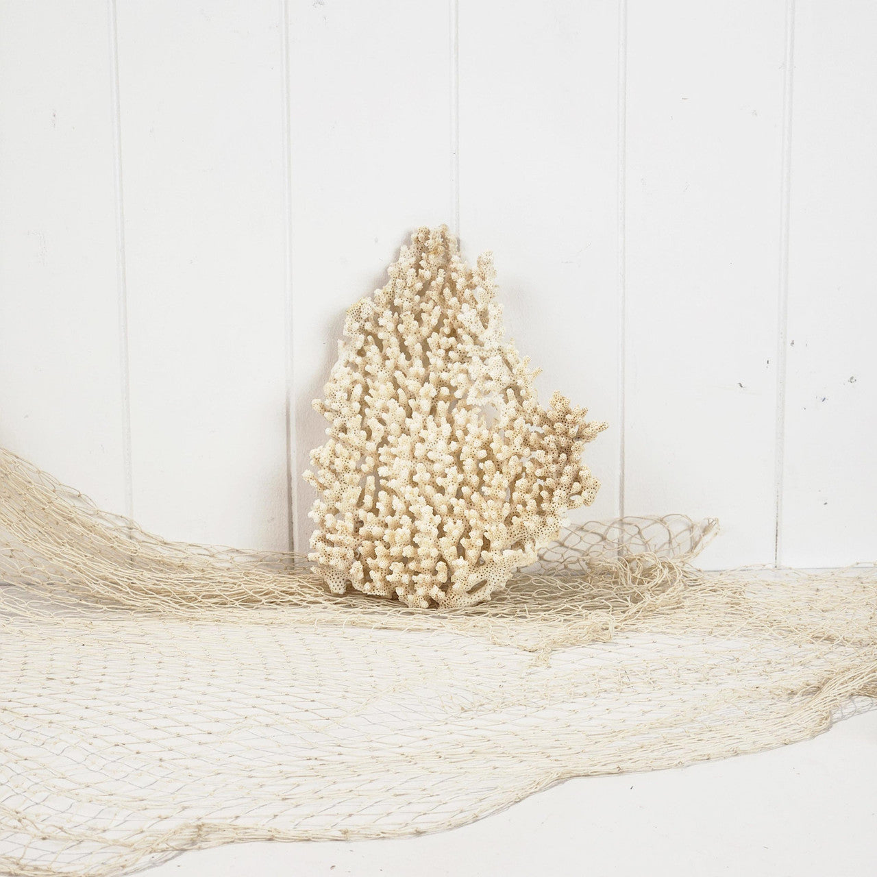 Plate Coral  #4998