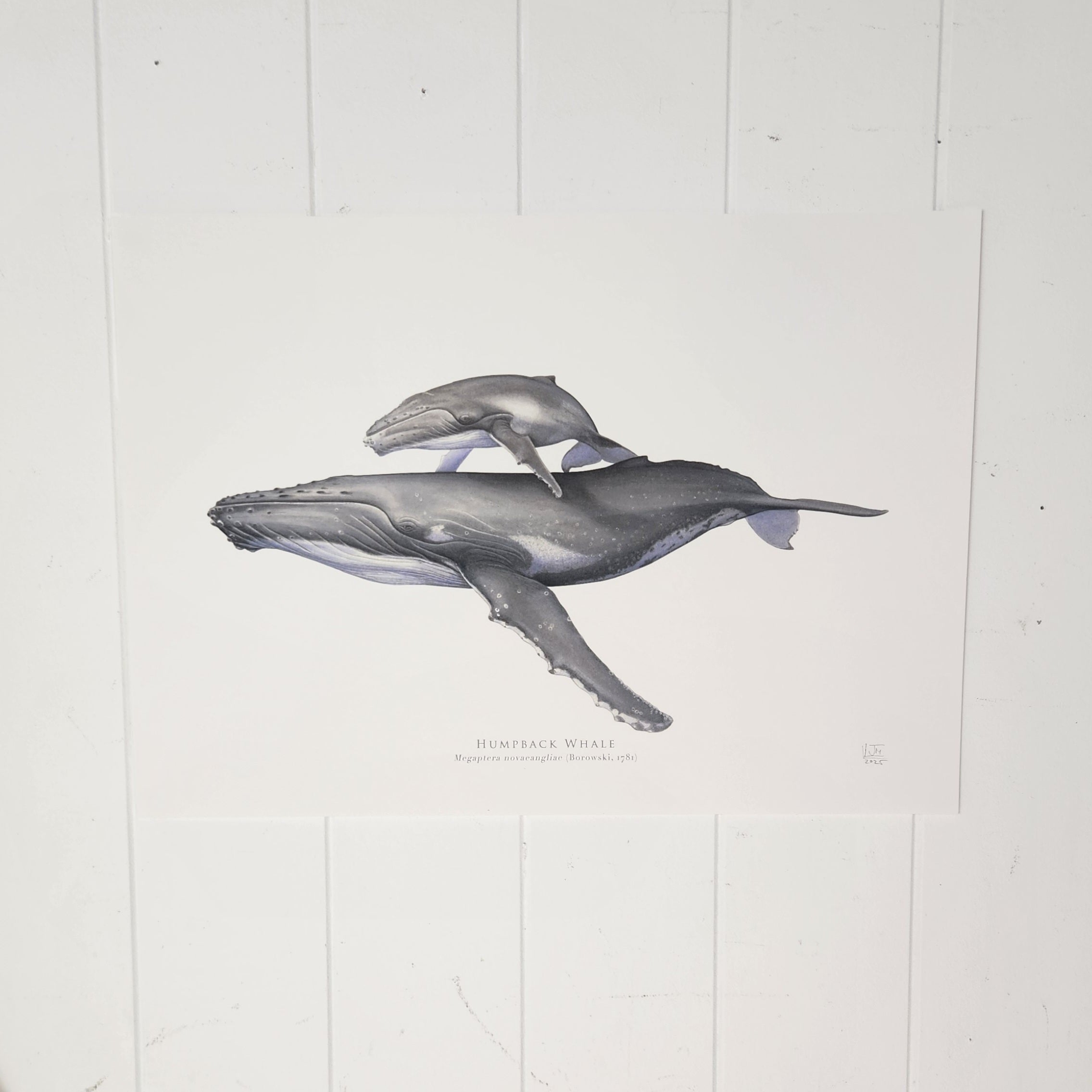 Humpback Whale Print