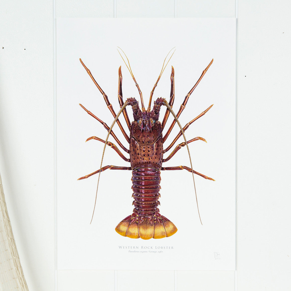 Western Rock Lobster Print