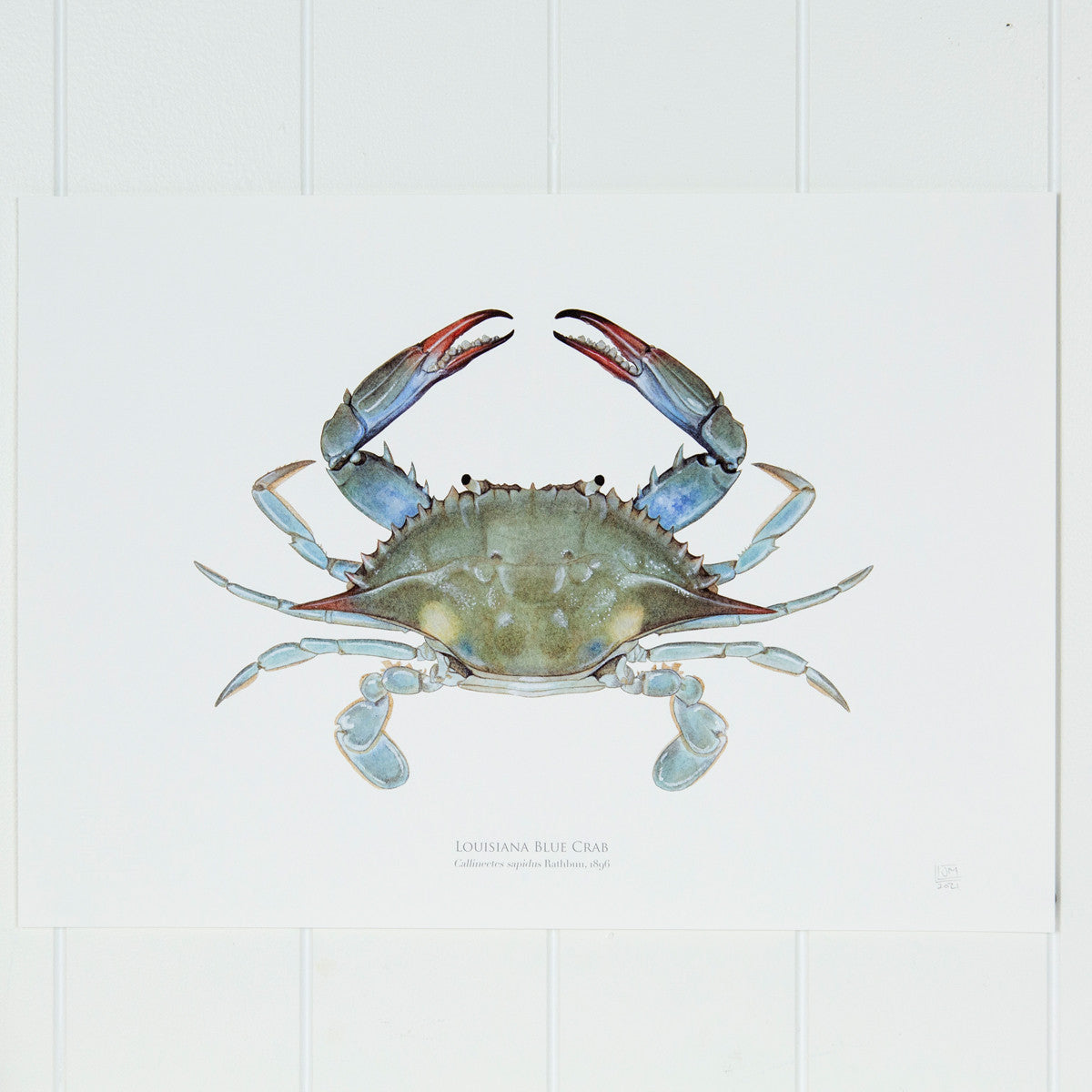 Louisiana Blue Crab Print