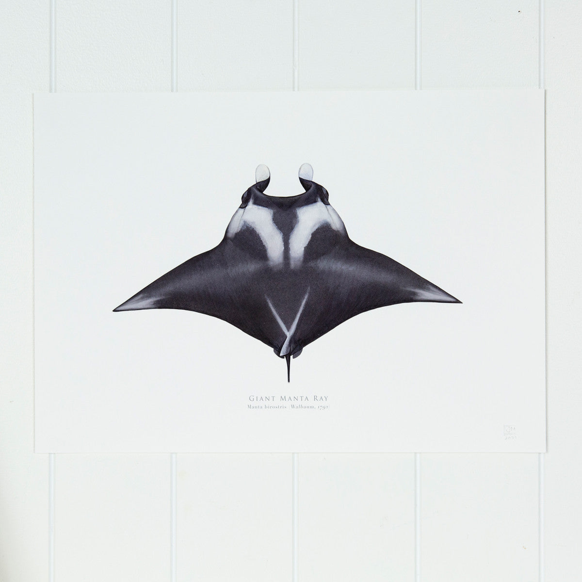 Giant Manta Ray Print