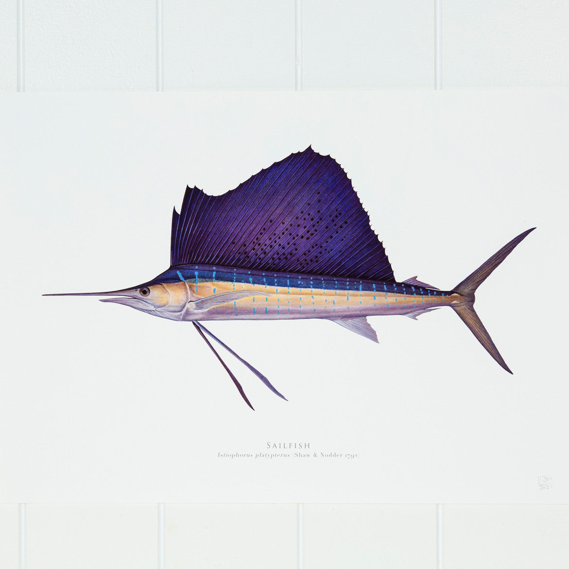 Sail Fish Print