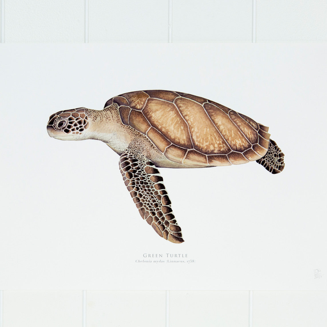 Green Turtle Print