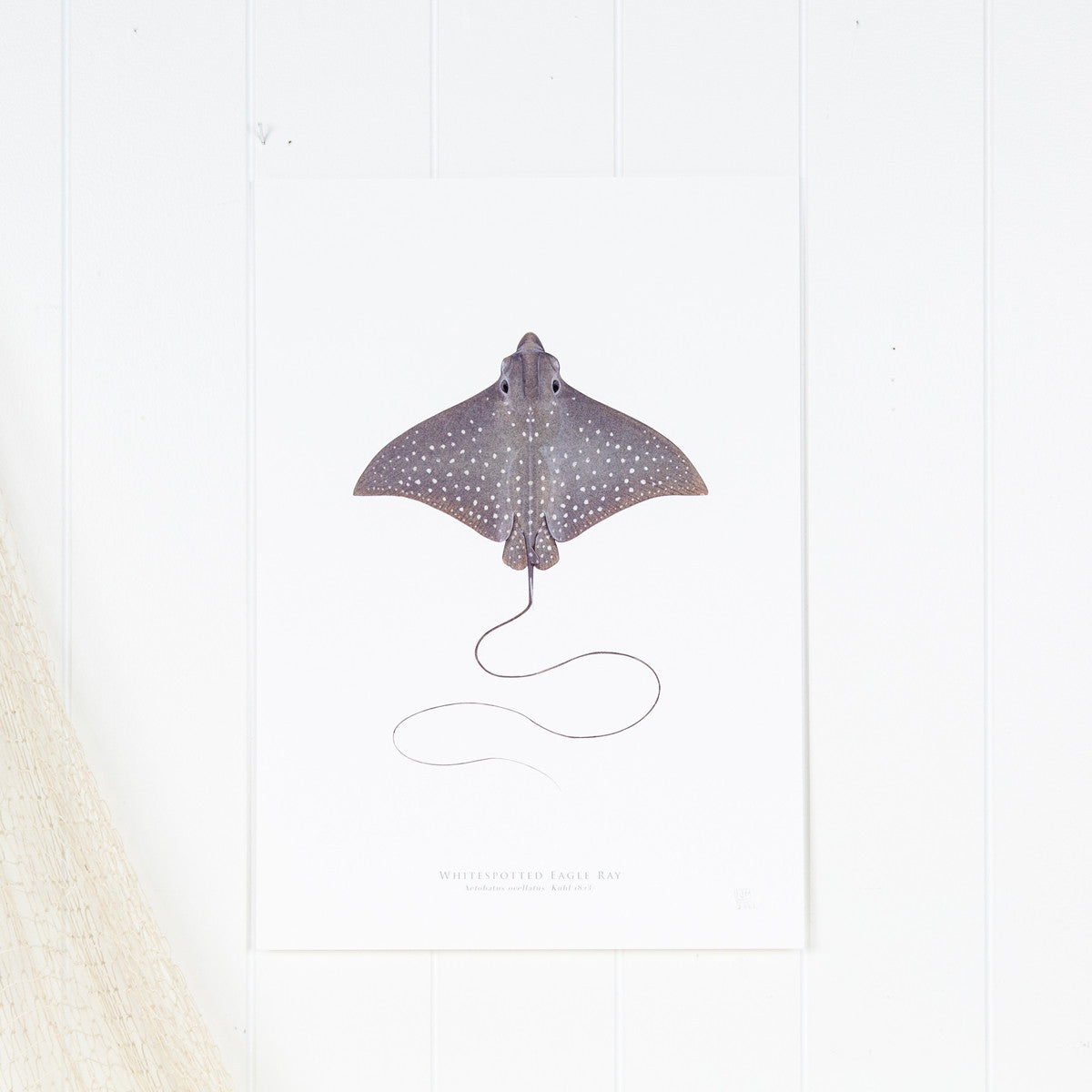 Whitespotted Eagle Ray Print