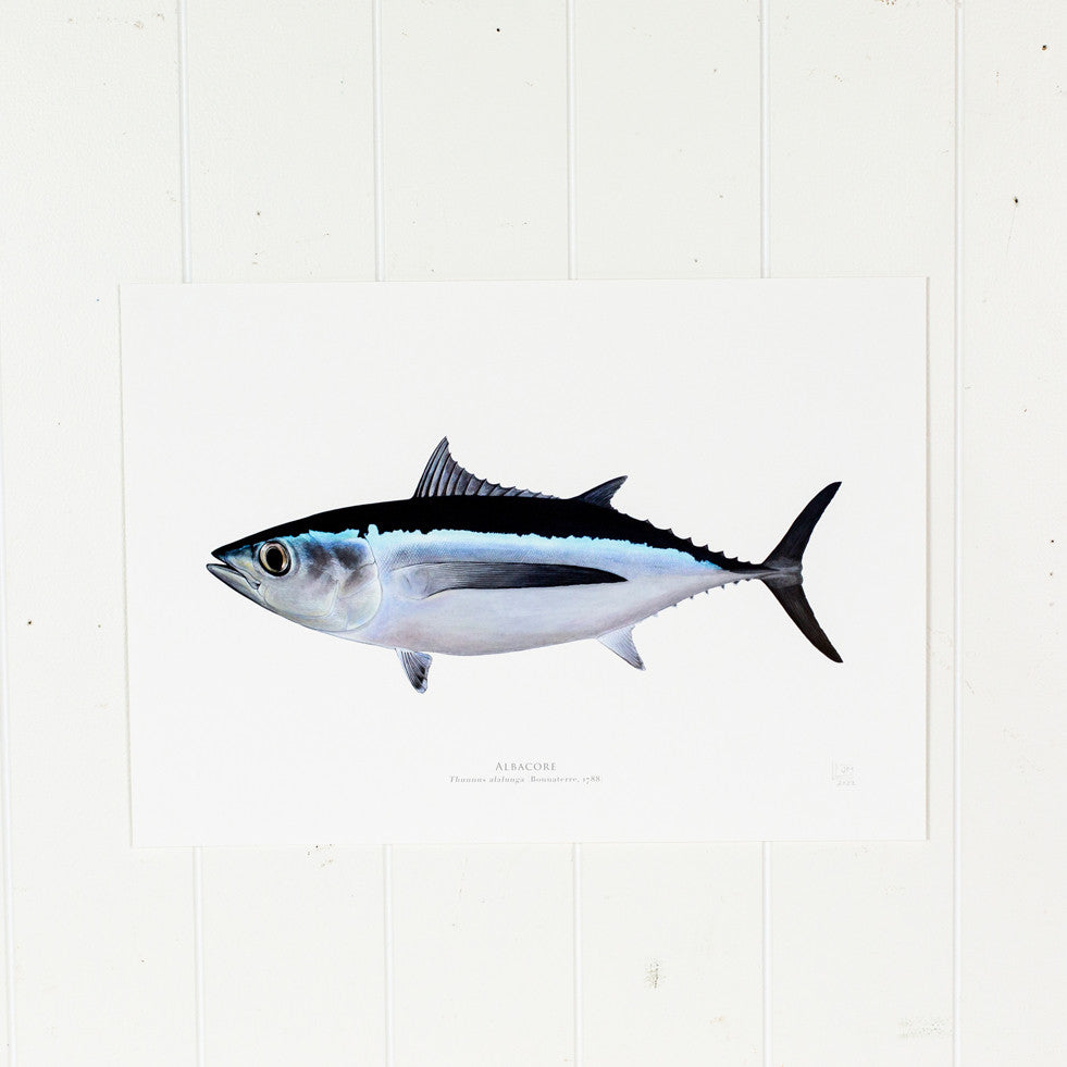 Albacore  Print