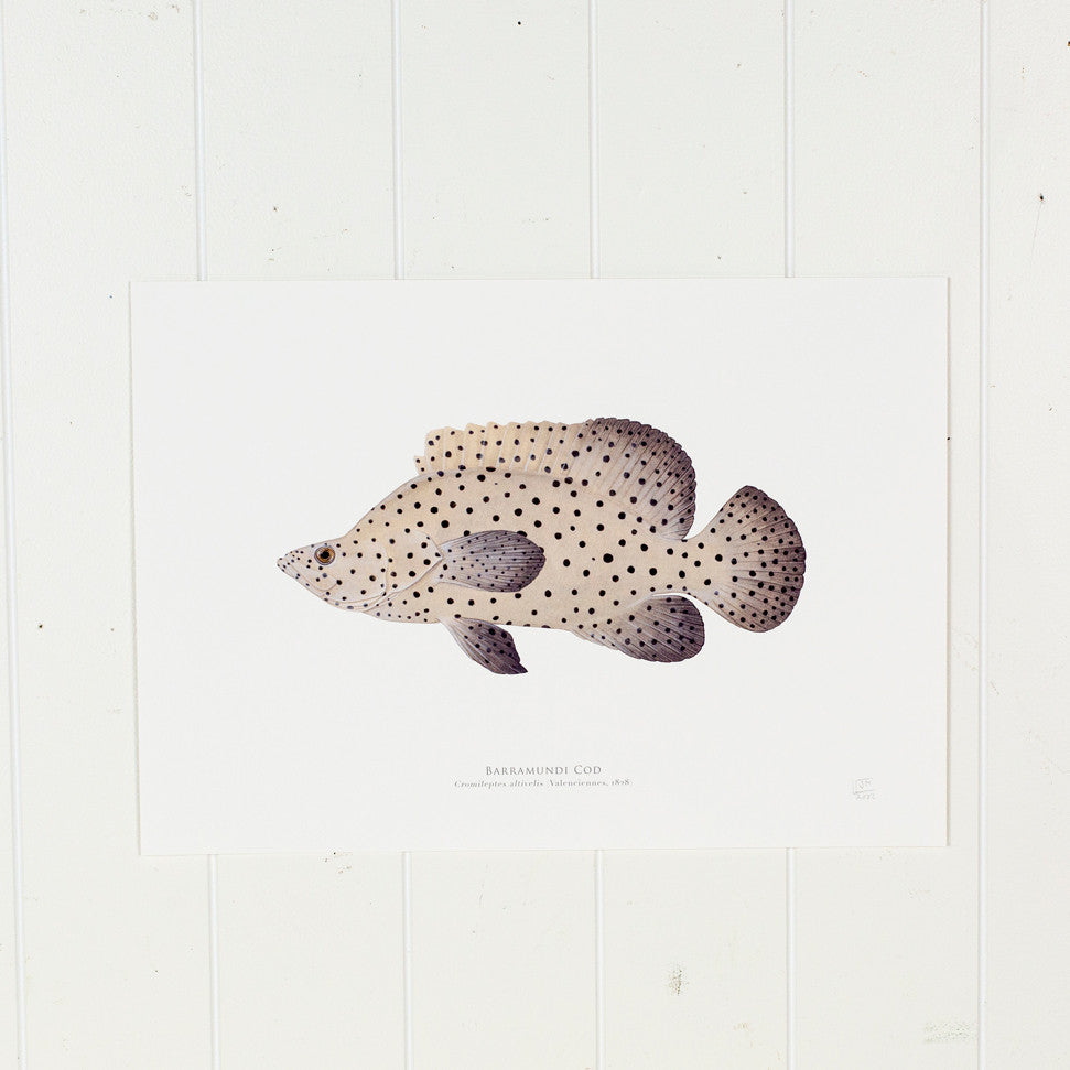 Barramundi Cod Print