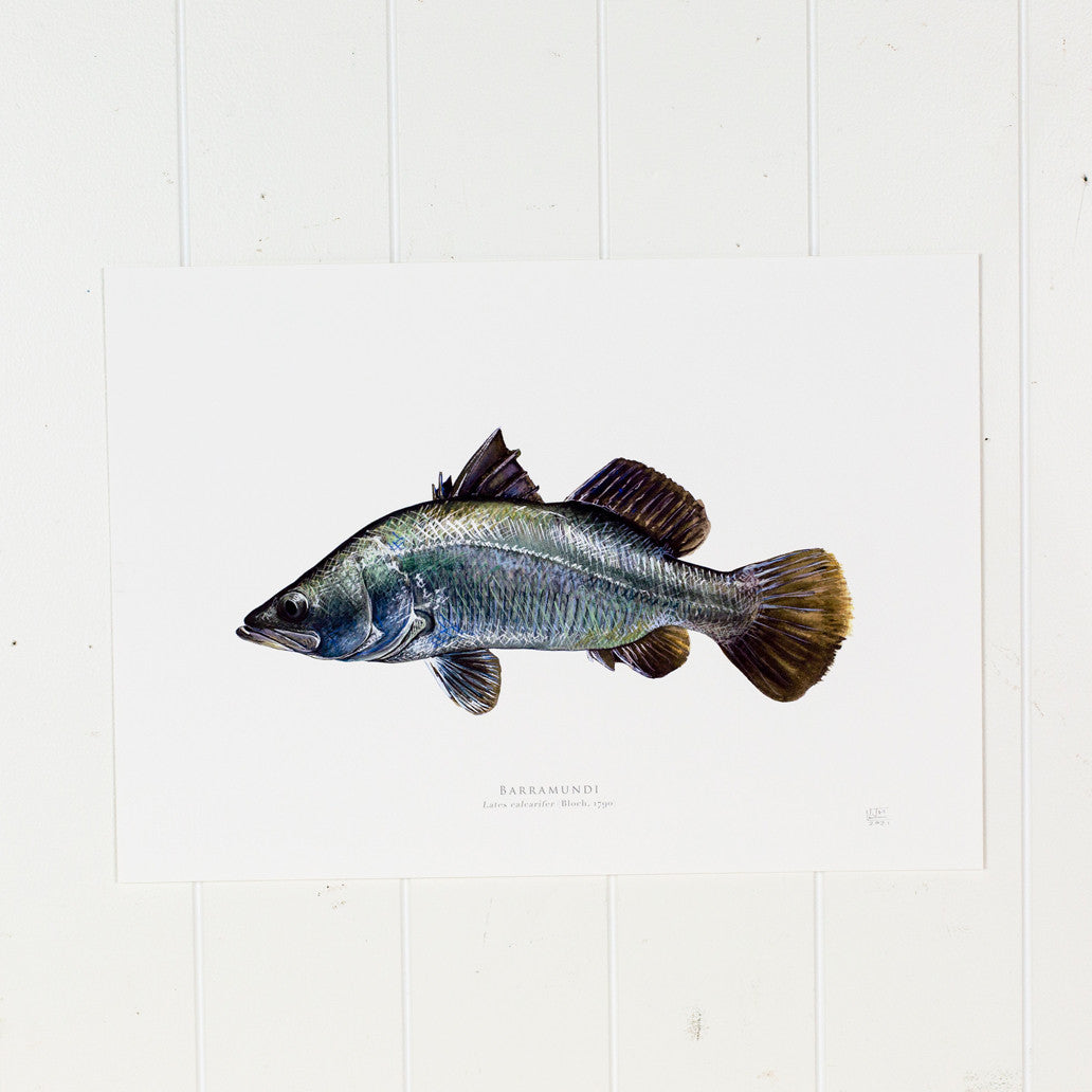 Barramundi  Print