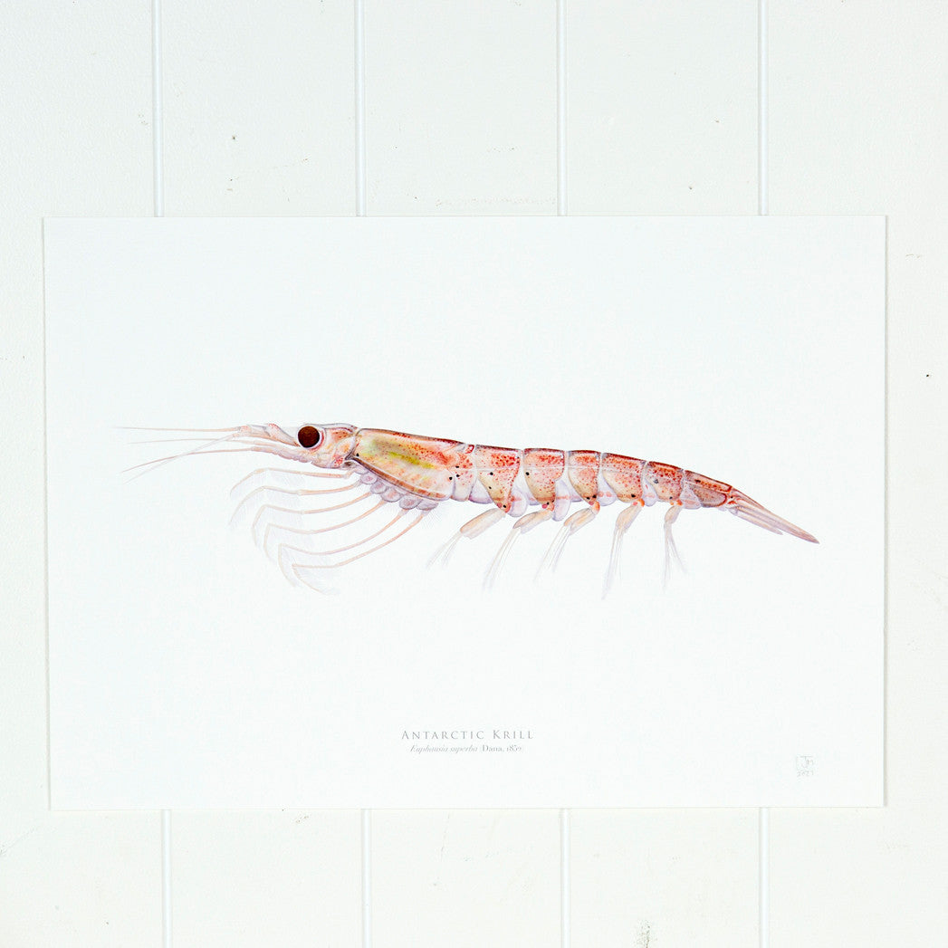 Antarctic Krill  Print