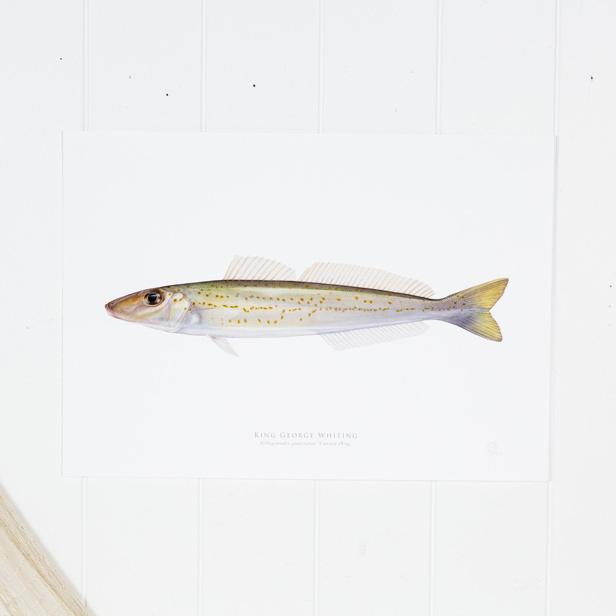 King George Whiting  Print