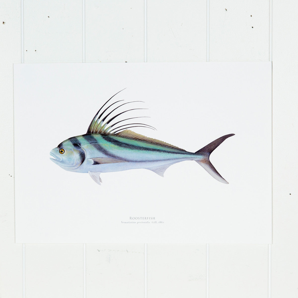 Rooster Fish Print