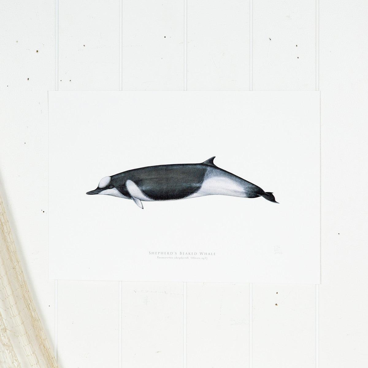 Shepherd's Beaked Whale Print