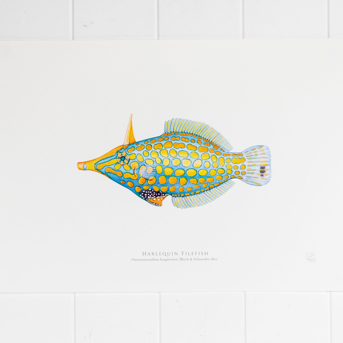 Harlequin Filefish Print