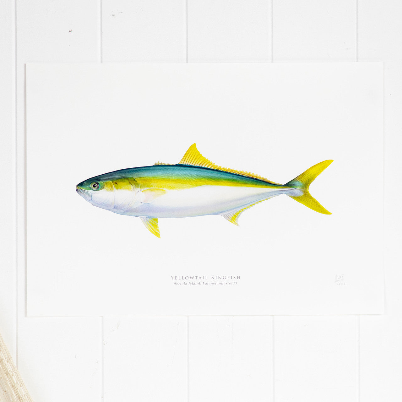 YellowTail Kingfish Print