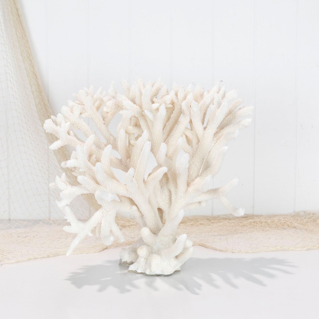 Staghorn Coral on Base  #4546