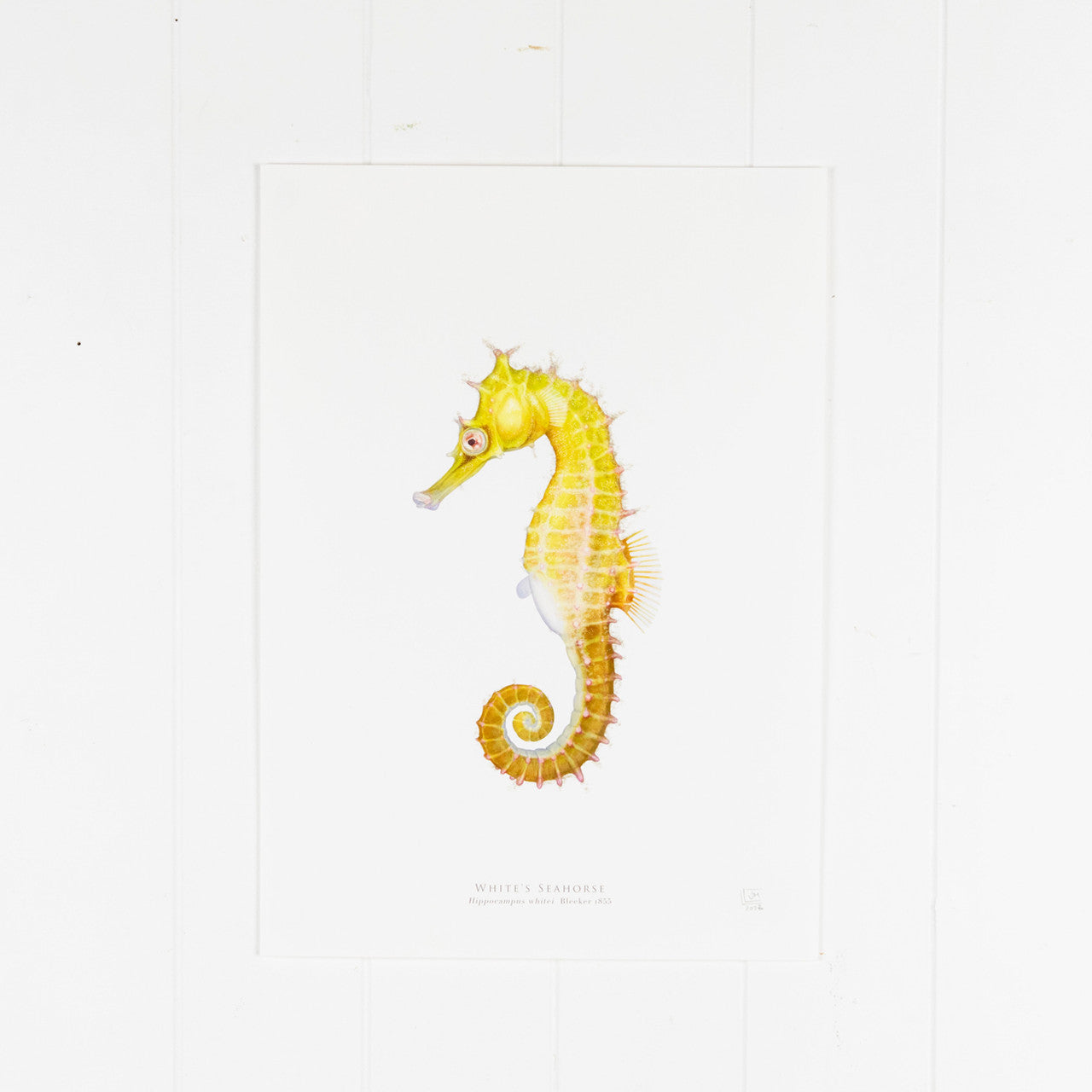 White's Seahorse Print