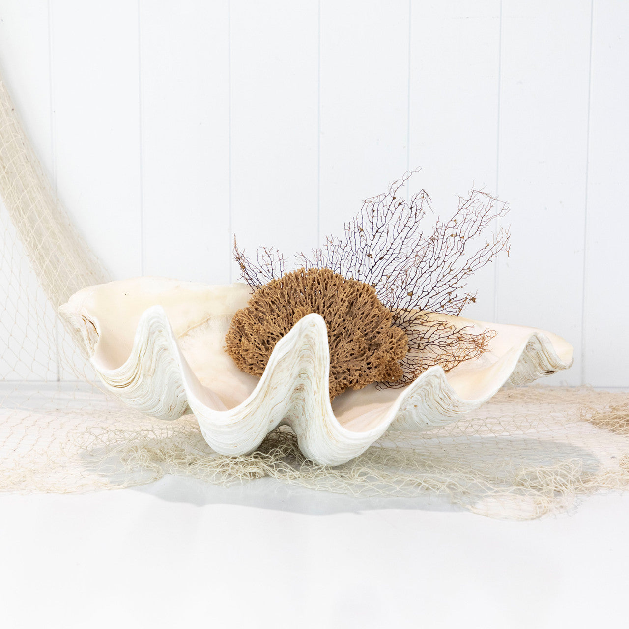 Giant Clam Shell 50cm #5533