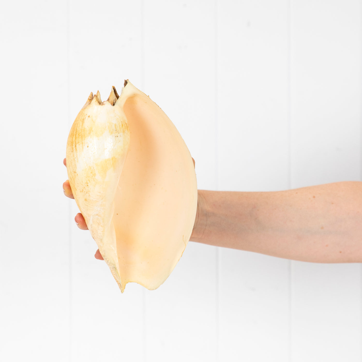 Clam Shells & Shells – Coastal Vintage