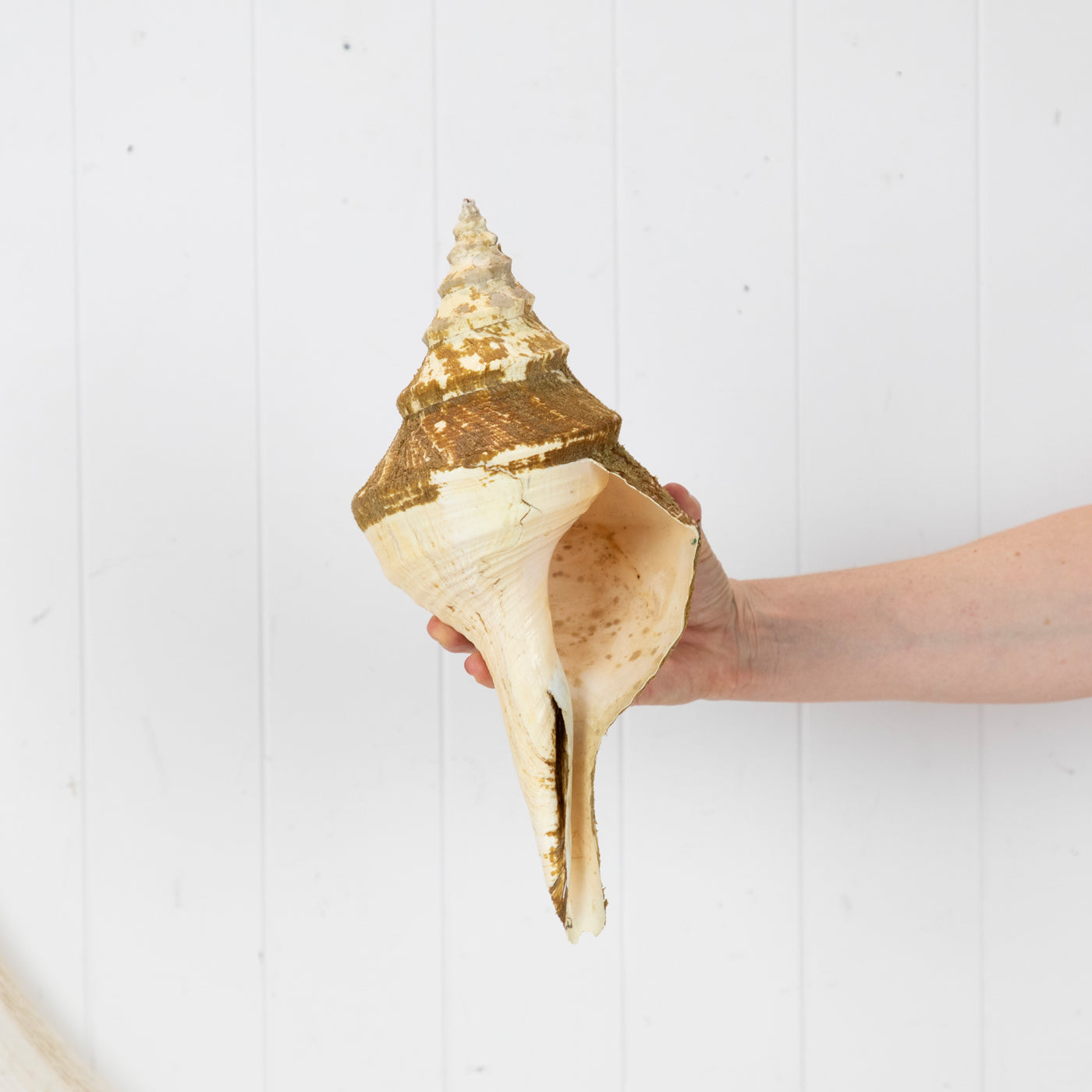 Trumpet Shell #6020
