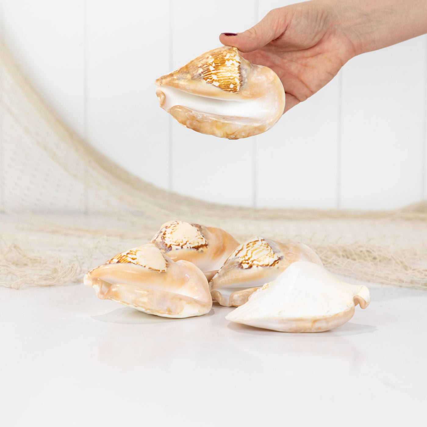 Strombo Shell Strombus Shell S #4243a – Coastal Vintage